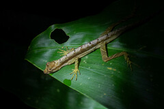 Anolis trachyderma