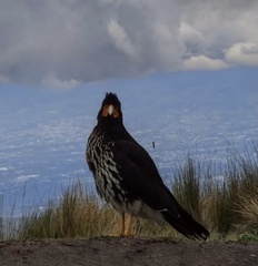 Daptrius carunculatus