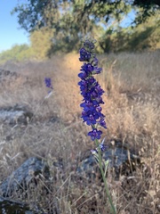 Delphinium hesperium