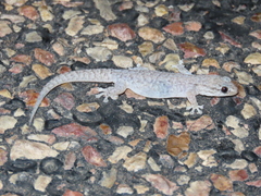 Gehyra purpurascens