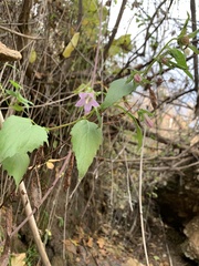 Campanula sclerotricha