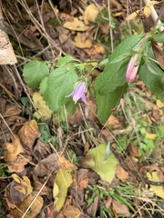 Campanula sclerotricha