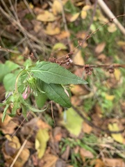 Campanula sclerotricha