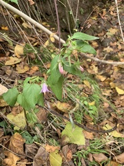 Campanula sclerotricha