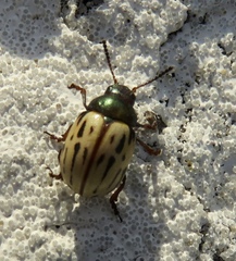 Leptinotarsa lineolata