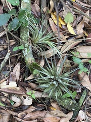 Tillandsia stricta