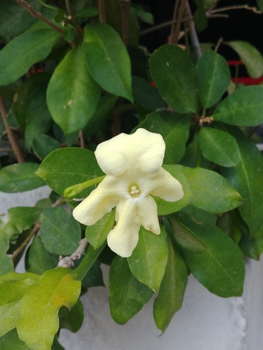 Jamaican raintree (Brunfelsia jamaicensis)