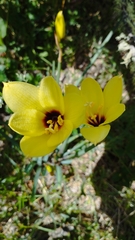 Zephyranthes gilliesiana