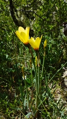Zephyranthes gilliesiana
