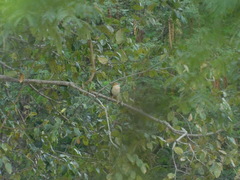 Furnarius leucopus