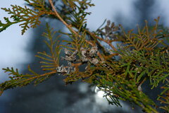 Platycladus orientalis