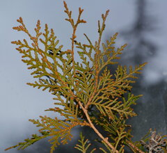 Platycladus orientalis