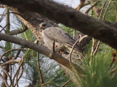 Accipiter ovampensis