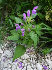 Lamium garganicum