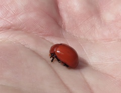 Leptinotarsa rubiginosa