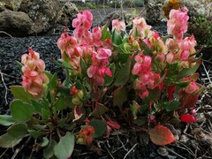 Rumex vesicarius image