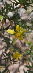 Larrea divaricata