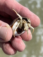 Isocheles wurdemanni