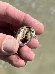 Isocheles wurdemanni