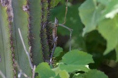 Sceloporus grandaevus