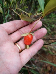 Eugenia involucrata