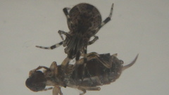Forficulidae