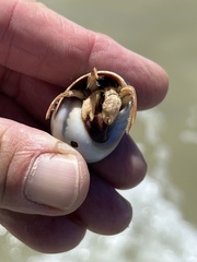 Isocheles wurdemanni