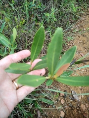 Eugenia involucrata