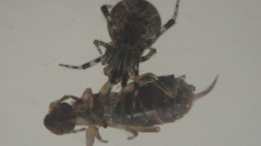 Forficulidae