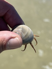 Isocheles wurdemanni