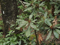 Rhododendron maximum