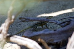Sceloporus grandaevus