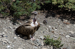 Gyps himalayensis