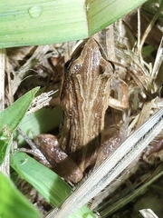 Physalaemus henselii