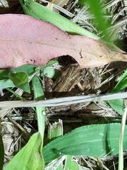 Physalaemus henselii