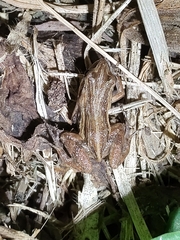 Physalaemus henselii