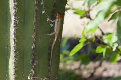Sceloporus grandaevus