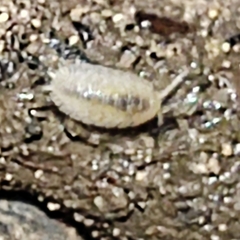Oniscidea