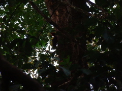 Campephilus rubricollis