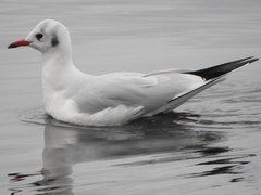 Chroicocephalus ridibundus