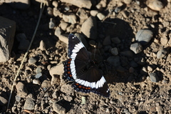 Limenitis arthemis rubrofasciata
