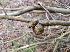 Callirhytis quercuspunctata