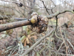 Callirhytis quercuspunctata