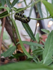 Danaus plexippus