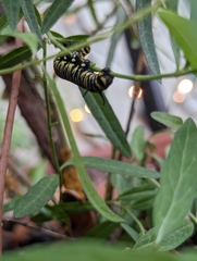 Danaus plexippus