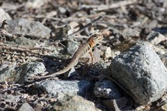Sceloporus grandaevus
