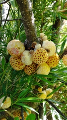 Cyttaria hariotii