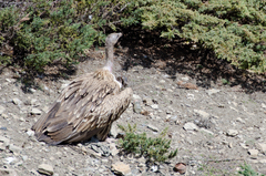 Gyps himalayensis
