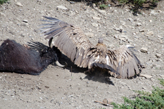 Gyps himalayensis