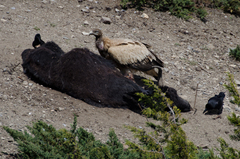 Gyps himalayensis